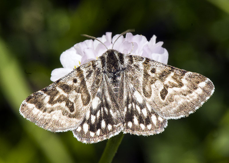 Euclidia (Callistege) mi, Erebidae